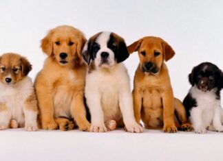 Exposição com os melhores cães de raça começa hoje em Campo Largo