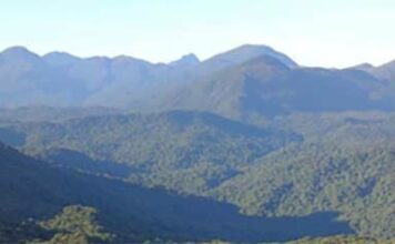 BNDES e Philips Morris Brasil destinam até R$ 8,88 milhões a projetos de restauração ecológica da Mata Atlântica